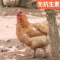 [五个农民] 400天产蛋黄油老母鸡1100g 无抗 养足400天 鸡肉黄油丰富