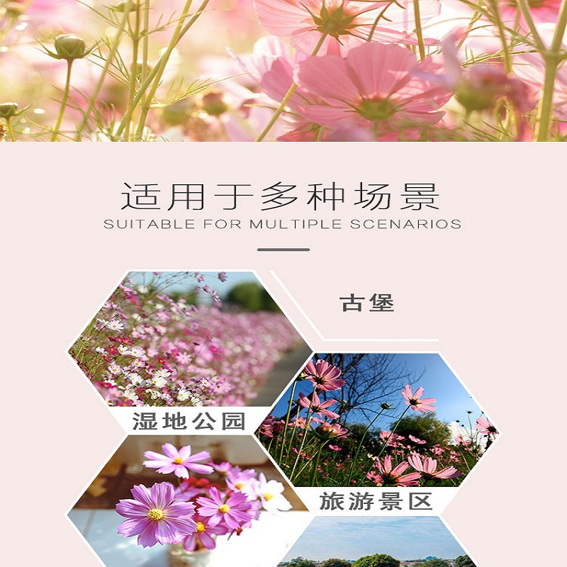 惠居尚品 七彩野花花种子(100克+2包肥)