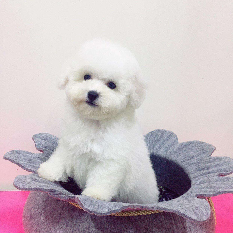 宠物狗比熊犬纯种比熊幼犬比熊犬幼犬小型犬中型犬白色