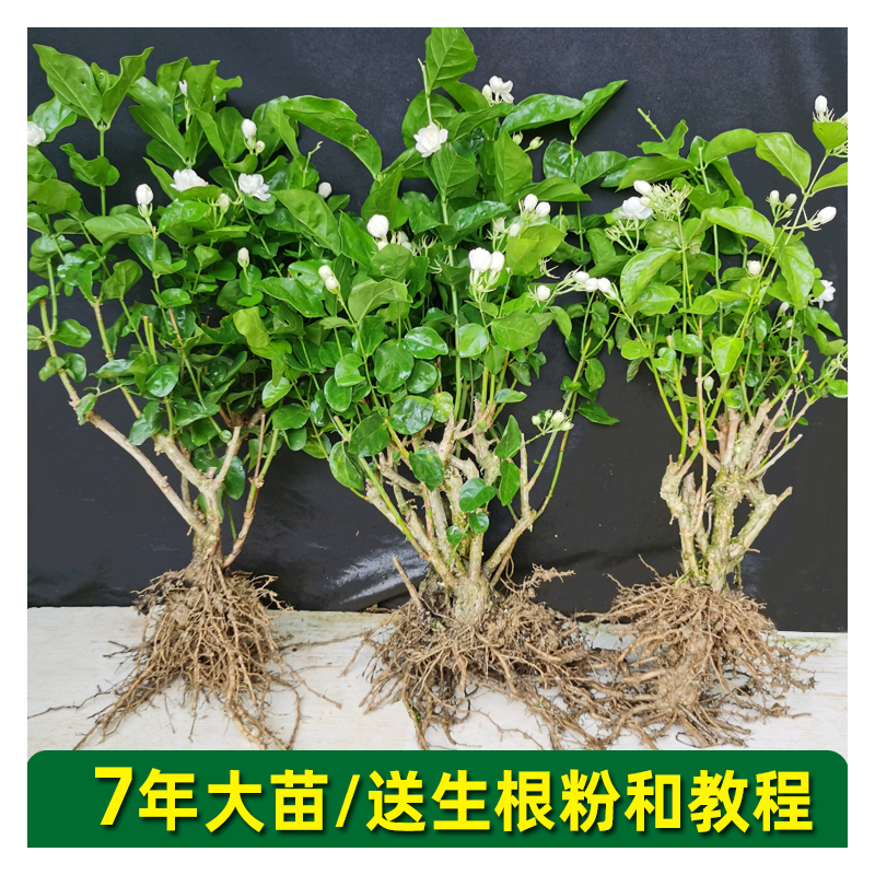 简弗鲜花绿植茉莉花苗室外绿植花卉阳台茉莉花盆栽四季开花庭院窗台观花植物 价格图片品牌报价 苏宁易购花之语园艺拼购店