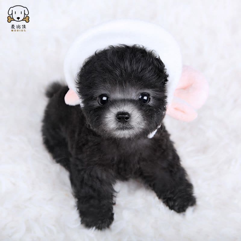 麦比佳 泰迪犬幼犬 泰迪犬狗狗活体茶杯犬泰迪宠物狗 小体玩具型长不大微小体贵宾犬泰迪贵宾杯子狗视频挑选包健康狗狗图片