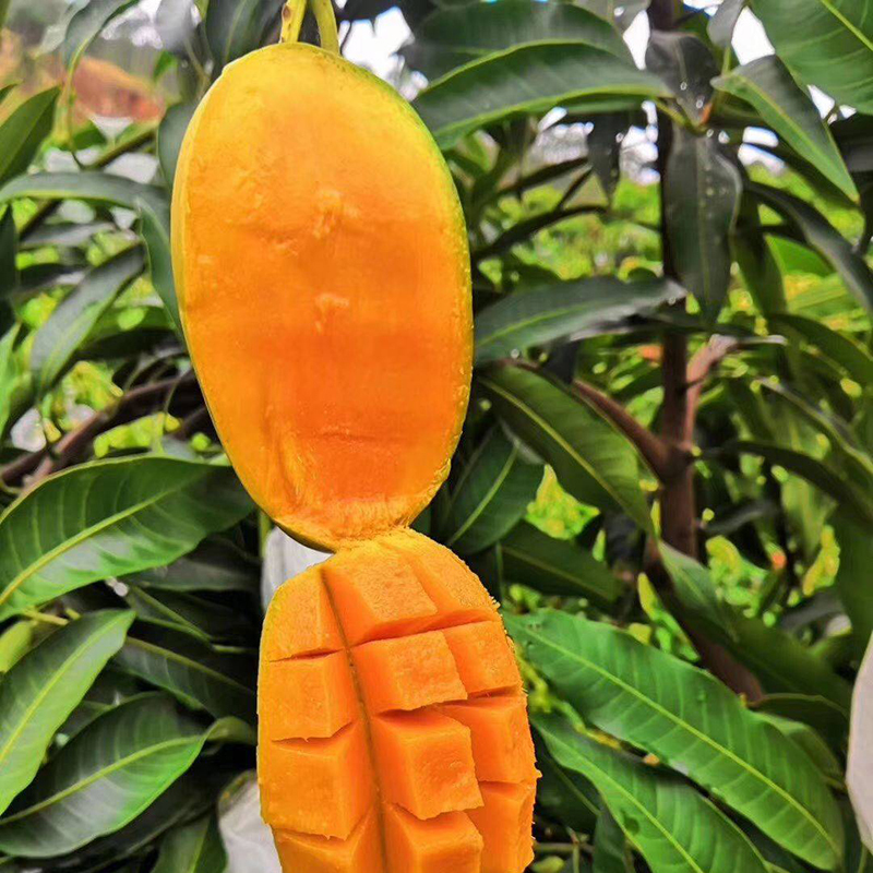 鲜贝达生鲜 四川攀枝花凯特芒果 新鲜当季青皮大芒果特级大果净重3斤(4-5个） 现摘现发