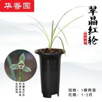 兰花莲瓣兰【翠晶红轮】银边鹤艺兰花苗帝王妃浓香不带花苞办公室内盆栽花卉盆栽盆景花卉盆栽翠晶红轮一棵两苗裸根不带盆