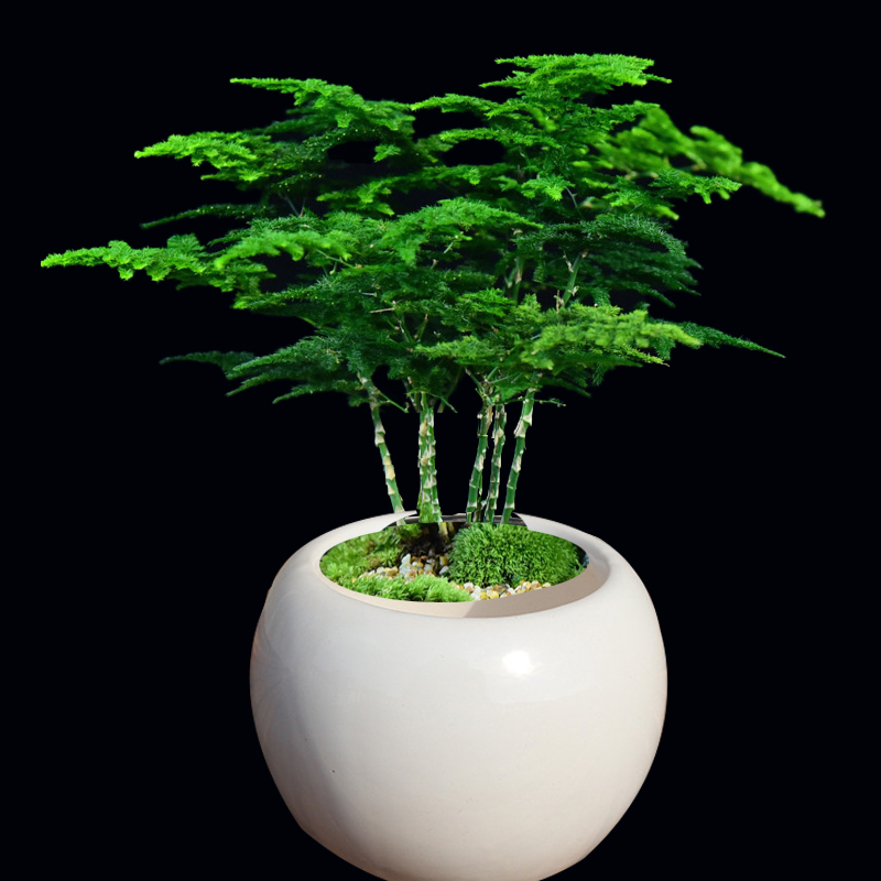 云竹盆栽植物室内花卉办公室桌面绿植好养四季常青景观竹子小盆景