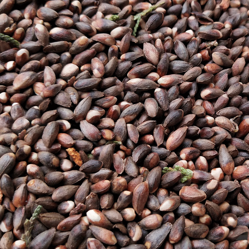 秦岭山野生侧柏籽侧柏子柏树籽侧柏树种子侧柏果实壳黑发枕头