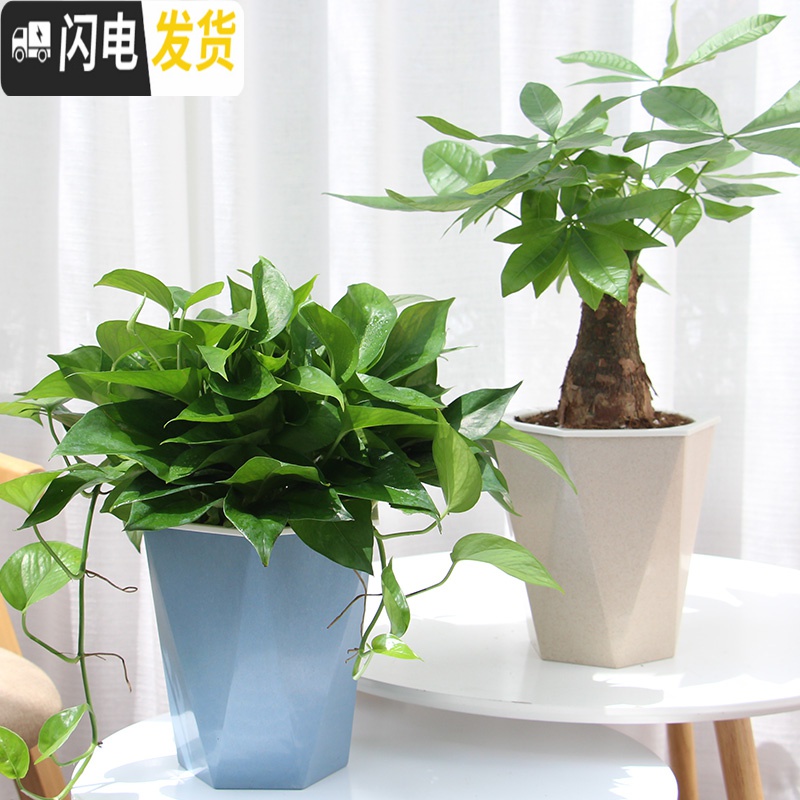 三维工匠免浇水花盆自吸水创意个性六角绿萝花盆室内小号可爱懒人花盆 北欧米 U05(内径10cm)花盆容器高清大图