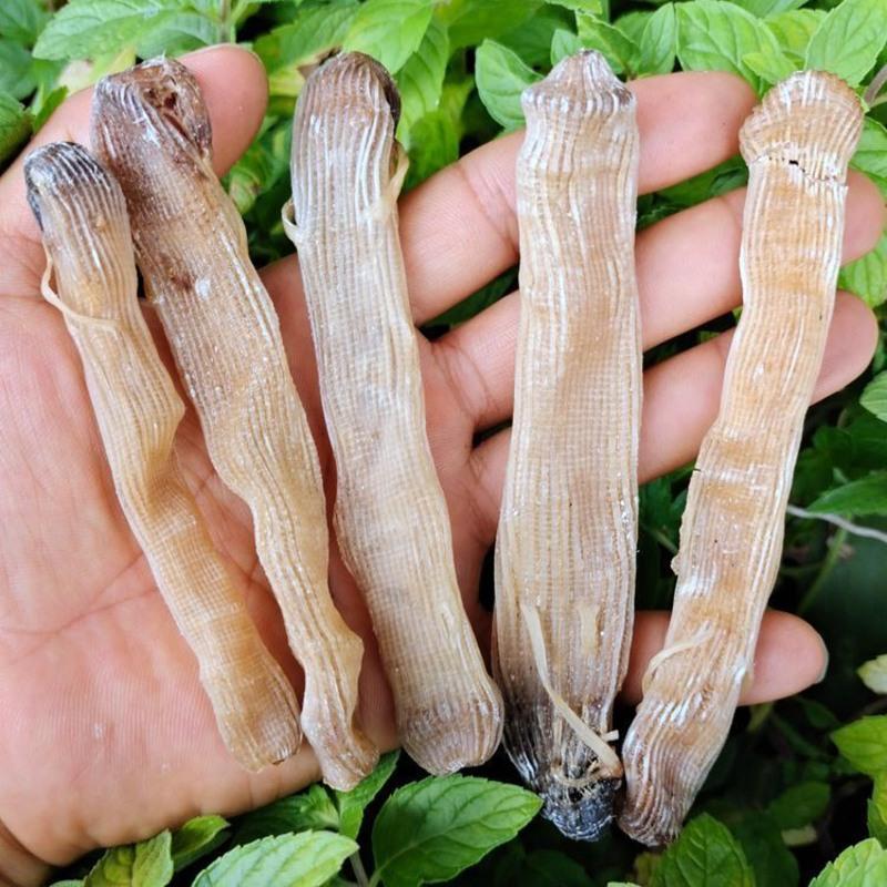 赛卡伊老沙虫干干货生晒海产品鲜长度约定肉厚味道鲜北海特产参数