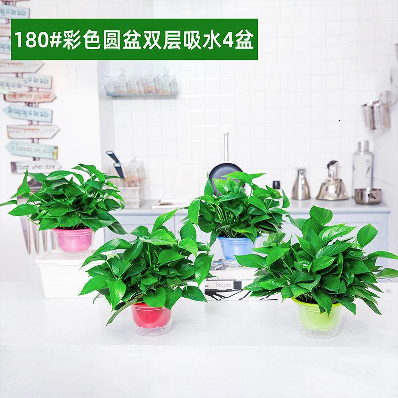 绿萝盆栽室内水培植物客厅吸除甲醛净化空气花卉绿植大叶绿箩报价 参数 图片 视频 怎么样 问答 苏宁易购