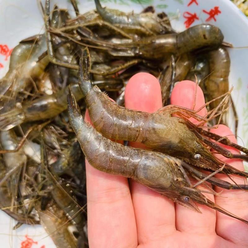赛卡伊微山湖河虾淡水新鲜青虾水产急冻小草虾醉虾批发河虾34厘米250g