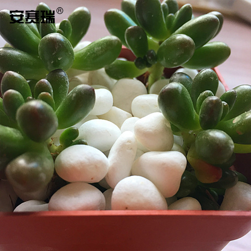 安赛瑞 白色石子(5kg)雪花白小白石子园艺绿植装饰铺面鹅卵石多肉铺面鱼缸石石径2-3cm 企业可定制 500044
