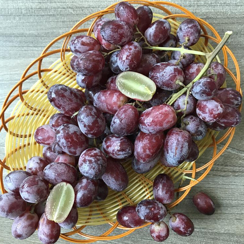 大土澳 澳洲无籽红提1000g装 无核红葡萄提子红提子葡萄时令进口提子红葡萄新鲜水果