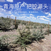 杞果小圣黑枸杞原浆450ML(10袋*45ML)