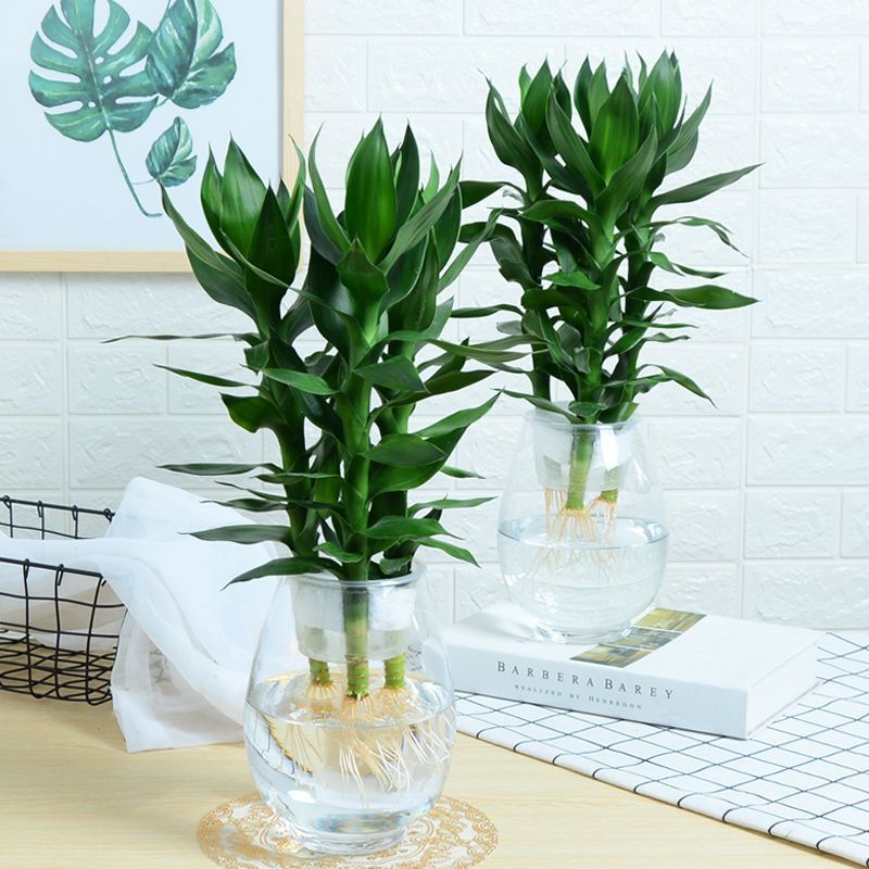 观音竹水培盆栽绿植物室内客厅四季富贵竹不含瓶
