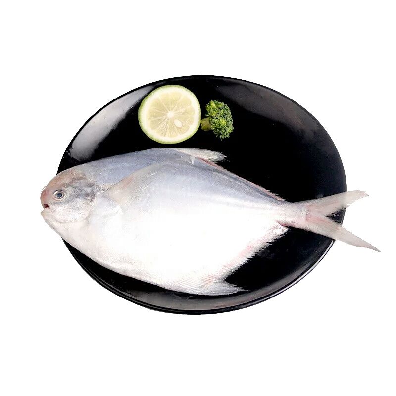 七果果【XJ】小鲳鱼新鲜银鲳鱼白昌鱼平鱼鱼肉扁鱼鲳小白鲳可开发票1.5 