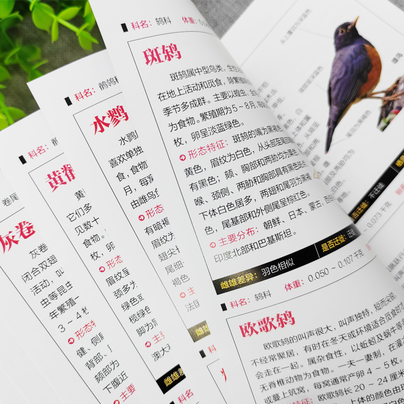 [正版]鸟图鉴鸟类观察手册 世界鸟类行为动物科普图鉴 珍惜森林草原野鸟形态鸟类图鉴动物百科观鸟手册鸟类大全鸟类生态大图高清大图