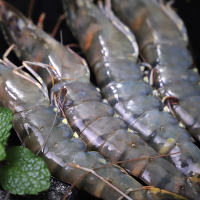 【抢！3件仅108元】 越南黑虎虾毛重600g 16只 水产草虾净重400g 斑节虾老虎虾海鲜水产