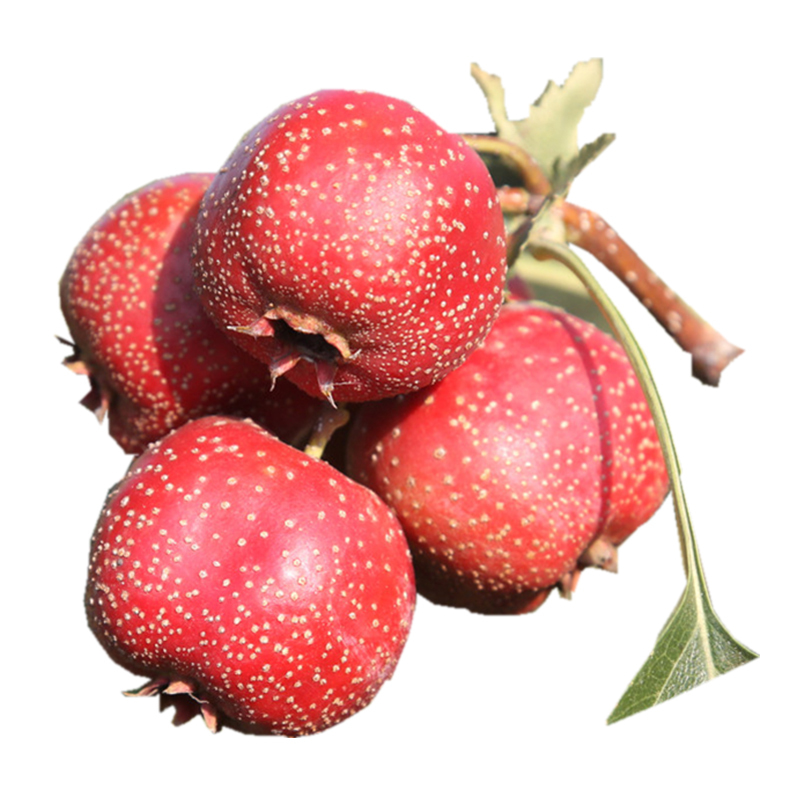 新鲜山楂果鲜山楂水果新鲜山楂水果2斤现摘红果山楂新鲜山楂新鲜山楂