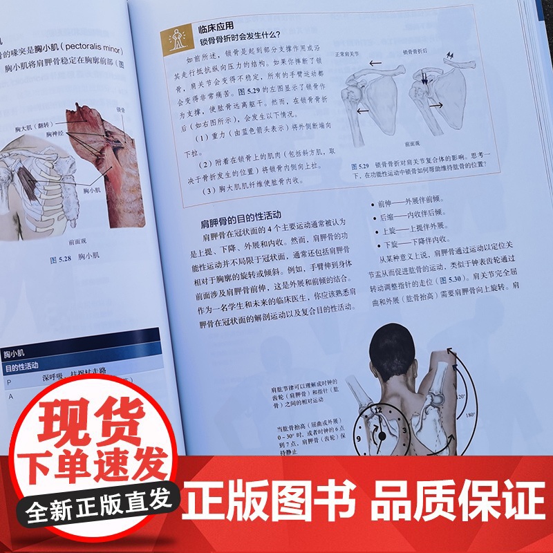 作业治疗功能解剖学 基于作业治疗为的肌肉骨骼功能解剖学 运动康复 北京科学技术高清大图