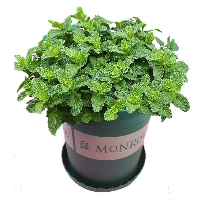 薄荷种籽室内盆栽易活四季开花种子猫薄荷种子植物花草报价 参数 图片 视频 怎么样 问答 苏宁易购