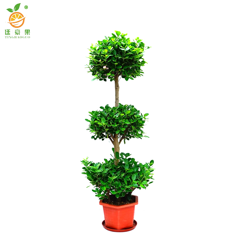 廷豪果 三层榕 1.8-2.0米 /棵高清大图