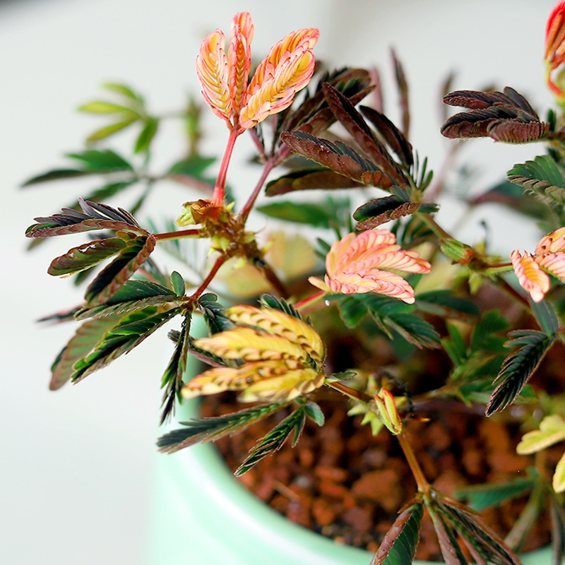 彩虹含羞草盆栽趣味植物古达阳台室内教室小绿植好养活五彩花卉害羞草
