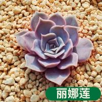 多肉植物 丽娜莲 盆栽绿植花卉盆花组合多肉办公室盆景 丽娜莲/冠幅直径约34厘米 不含 丽娜莲/冠幅直径约34厘米