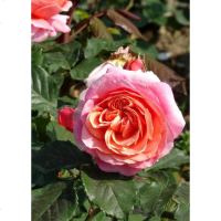 欧悟 欧月花苗 藤本月季花苗 爬藤月季 庭院蔷薇花苗玫瑰花苗盆栽花卉 玛丽安 2年苗