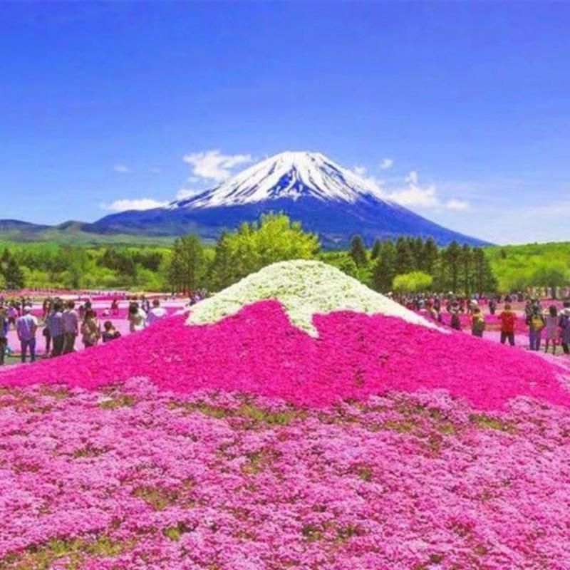 芝樱花籽芝樱花种子福禄考花籽花种四季室外北方阳台见土就活花种 芝樱花混色500粒+肥