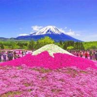 芝樱花籽芝樱花种子福禄考花籽花种四季室外北方阳台见土就活花种 芝樱花混色500粒+肥