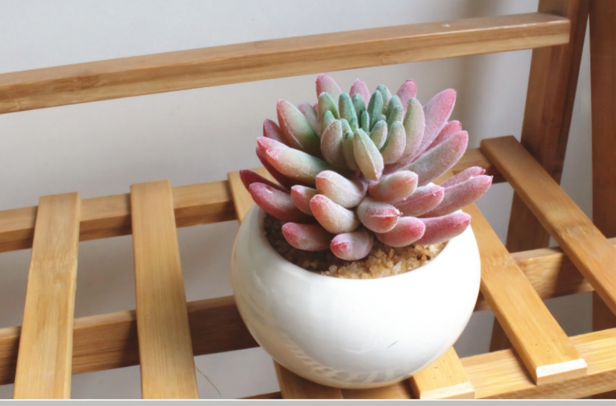 北欧假花仿真多肉植物盆栽假多肉家居店铺绿植摆件塑料装饰花盆景高清大图