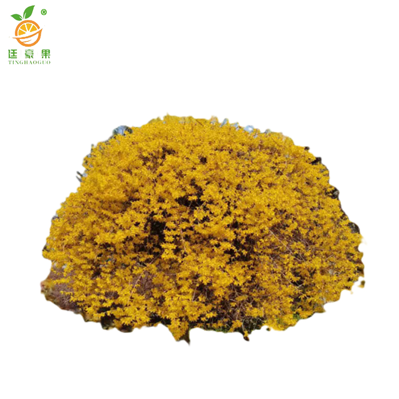 廷豪果 连翘球 冠幅120cm /棵高清大图