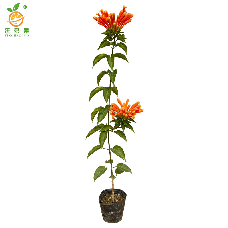 廷豪果 炮仗花 1.6-1.8m 棵高清大图