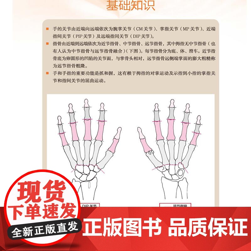 肌骨超声解剖及扫查技巧图解 肌骨超声解剖 扫查技巧 现代医学 北京科学技术高清大图