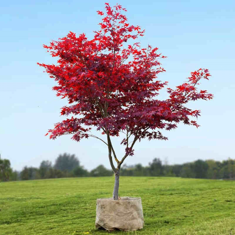 红枫树苗四季红舞姬老桩庭院别墅绿化植物苗室外