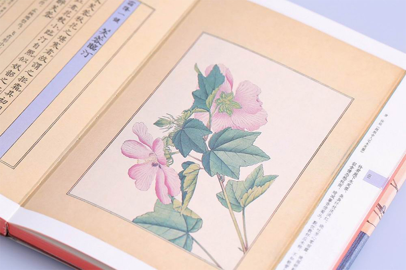 [正版] 花开未觉岁月深 二十四节气七十二候花信风 唯美花卉植物鉴赏图鉴 二十四节气的花与诗 中国古诗词古风画集高清大图