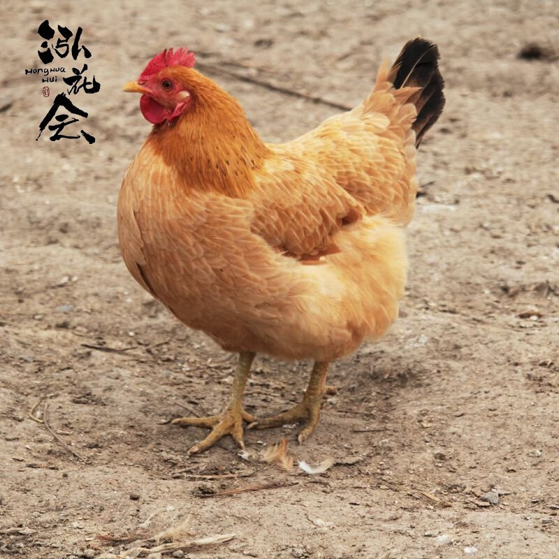 泓花会生鲜谷物散养新鲜老母鸡3只6斤 C高清大图