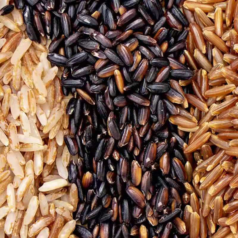 新三色糙米红米黑米糙米粗粮胚芽饭五谷杂粮500g*2袋装高清大图