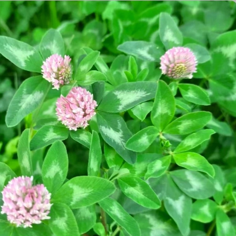 诚智旺 三叶草种子 1kg/袋高清大图