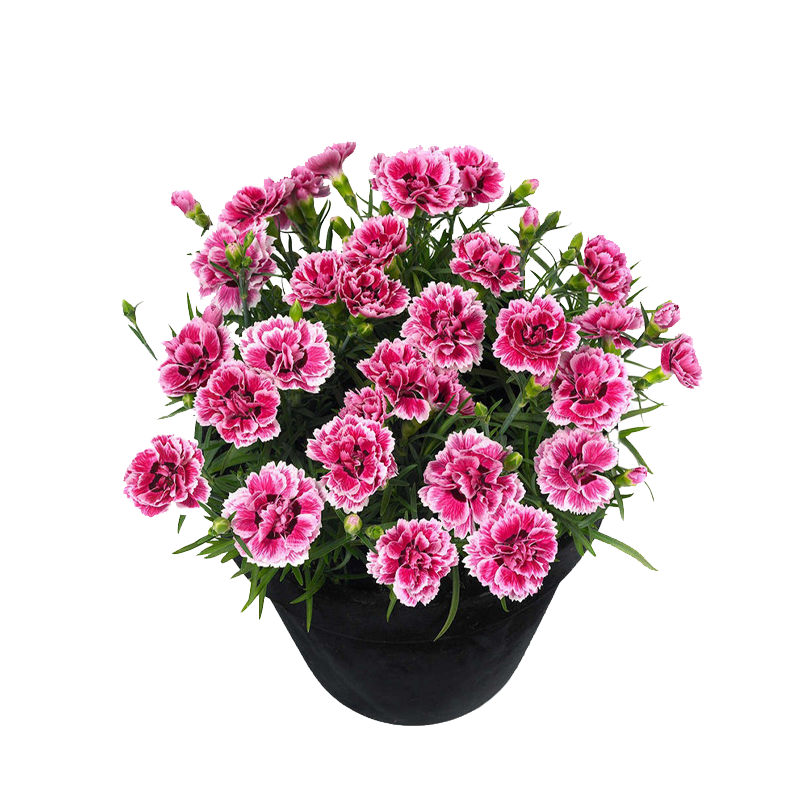 路轶森 石竹花 高30cm 棵高清大图