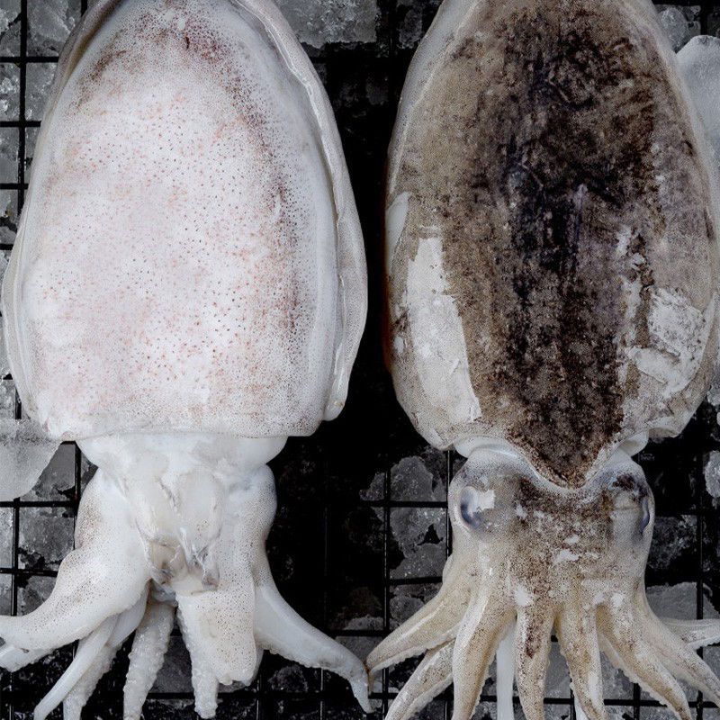 赛卡伊新鲜大墨鱼海捕墨鱼仔超大号冷冻水产海鲜大乌贼目鱼墨斗鱼