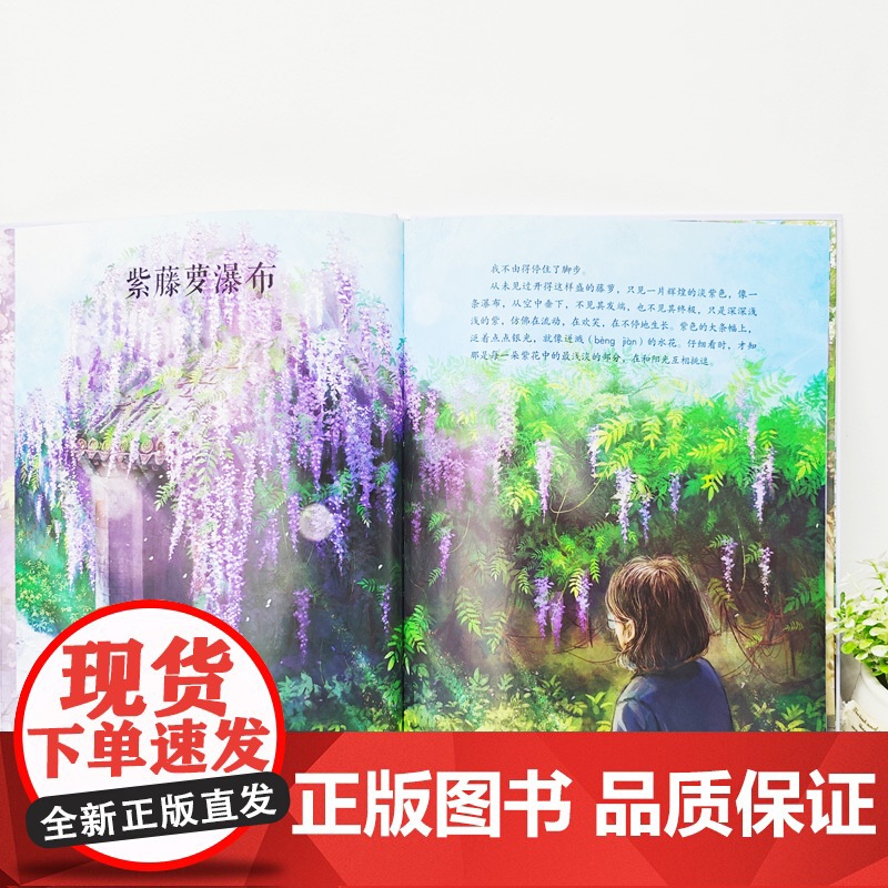 大家小绘系列:紫藤萝瀑布高清大图