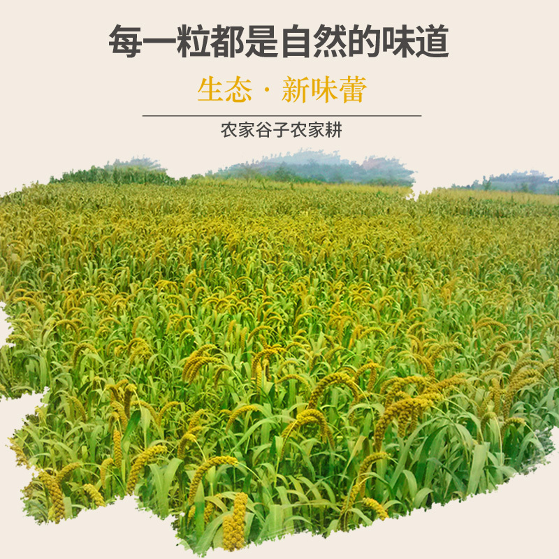 新黄谷子带壳小米鹦鹉粮食虎皮牡丹玄凤鹦鹉鸟食饲料 5斤鸟粮