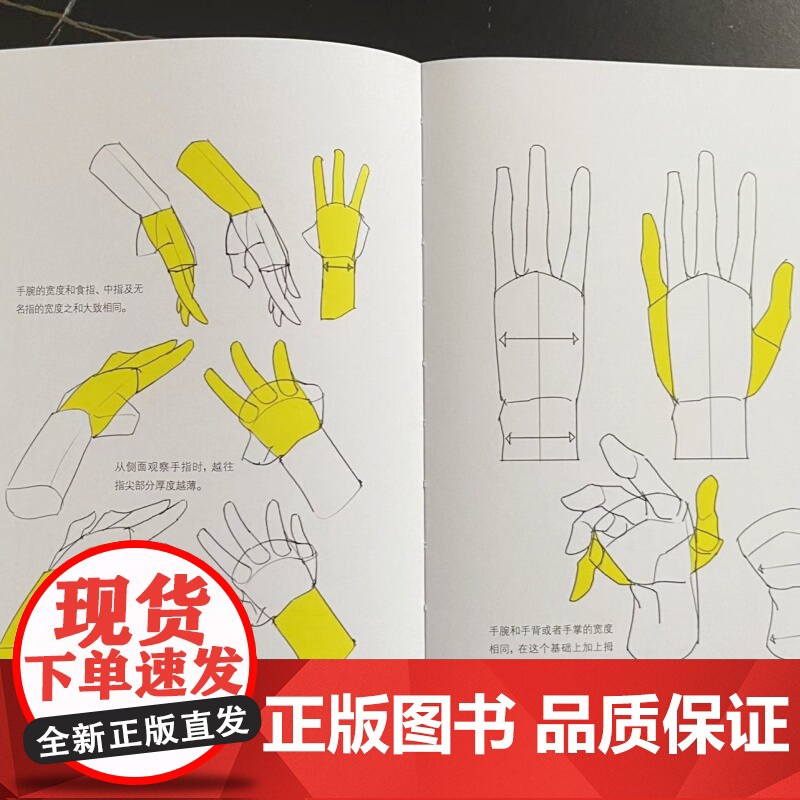 人体结构绘画重点 人体结构 人体绘画 崔元喜 TACO人体 解剖 人体结构绘画教程 绘画技巧教程 北京科学技术高清大图