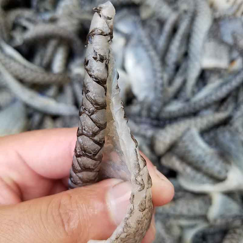 生鲜鱼皮新鲜大号黑鱼皮15kg微湖水产冰鲜去鳞生鱼