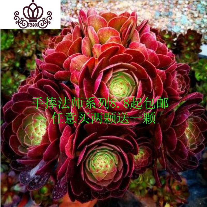 封后法师三圣赤霞飞水墨画欧紫韶羞一物一拍缀化老桩多肉植物桌面花卉欧紫手捧4头以上裸根不带土图片 高清实拍大图 苏宁易购