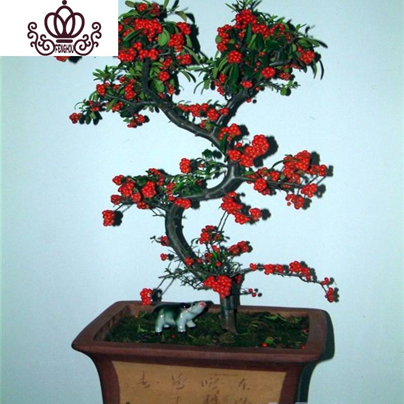 封后 Fenghou 园艺用品封后火棘盆栽满堂红造型老桩室内客厅阳台外花卉绿植观果植物四年火棘盆景 带果发货 不含盆 价格图片品牌报价 苏宁易购战狼家居专营店