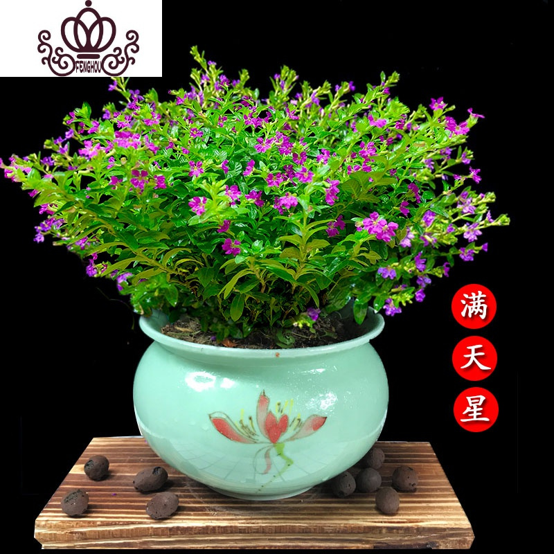 封后花苗花卉盆栽四季开花长青室内外客厅庭院浓香型芳香植物精品独杆60 70cm 带花发货 送生根粉 肥料不含盆图片 高清实拍大图 苏宁易购