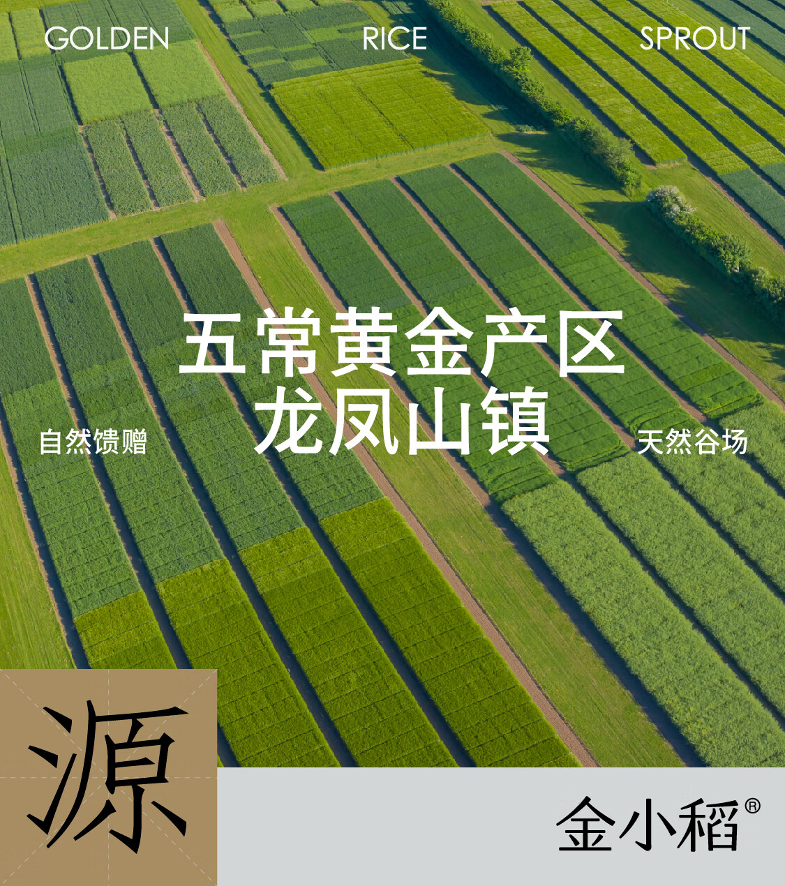 金小稻精品五常大米原粮稻花香2号袋装5kg高清大图