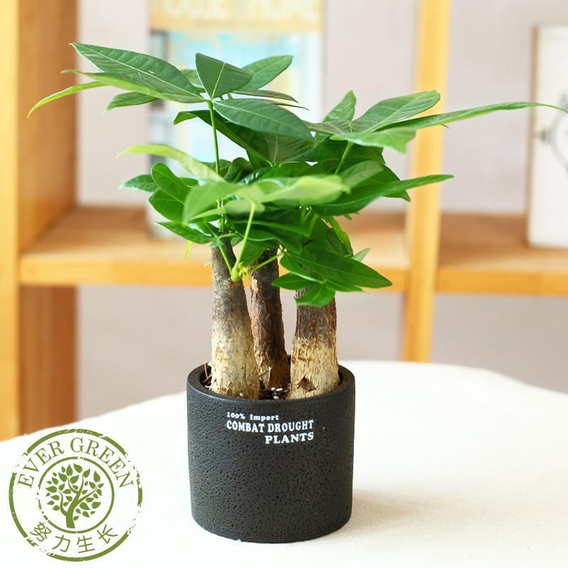 财树盆栽室内客厅吸甲醛防辐射植物 办公室室内绿植 桌面小盆景