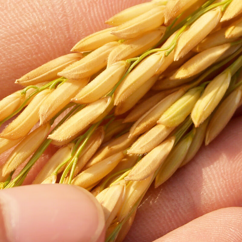 米妹妹/东北软香米/1kg高清大图